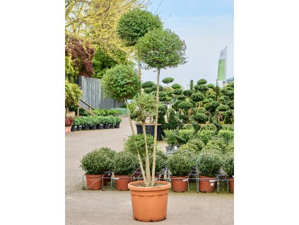 Ligustrum Jonandrum V240cm