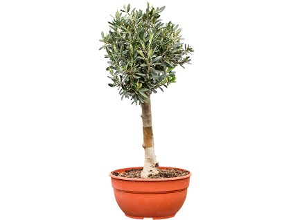 Olea europaea (60-80) V90cm
