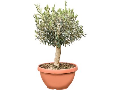 Olea europaea (70-90) V100cm