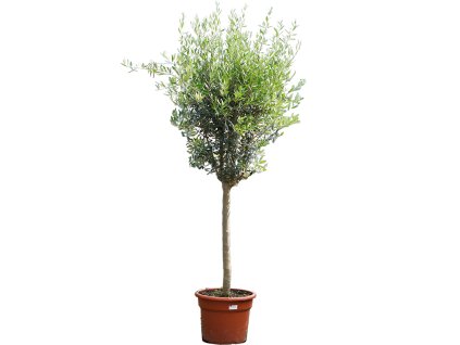 Olea europaea (200-250) V225cm