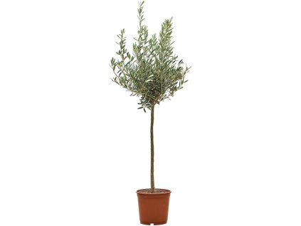 Olea europaea (120-150) V135cm
