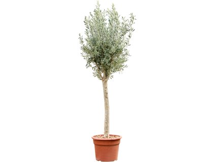 Olea europaea (200-260) V230cm