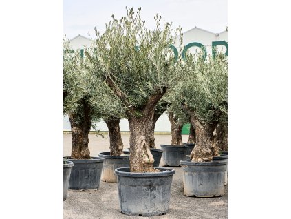 Olea europaea (220-260) V240cm
