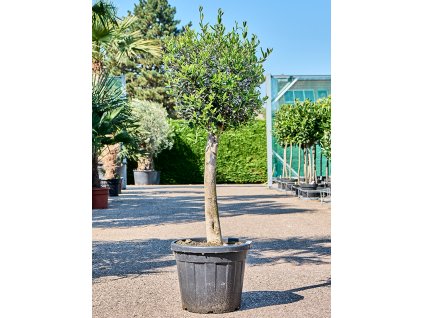Olea europaea (150-175) V150cm