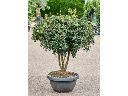 Osmanthus heterophyllus 'Ilicifolius' V130cm