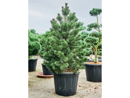 Pinus mugo 'Gnom' V200cm
