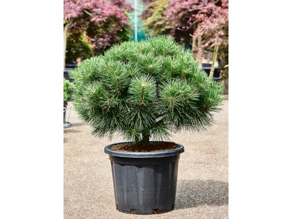 Pinus nigra 'Brepo' V110cm