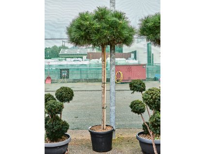 Pinus nigra 'Brepo' V220cm