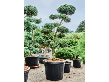 Pinus parviflora 'Saphir' V220cm