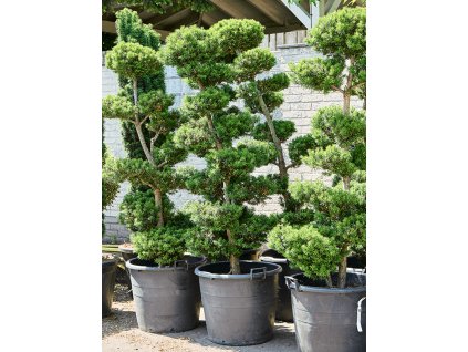 Taxus baccata V230cm