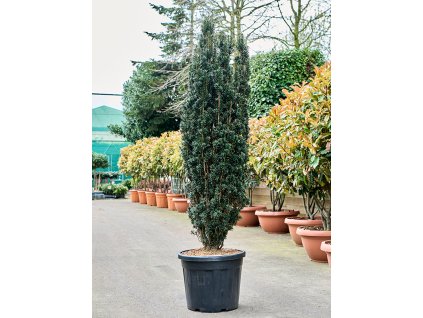 Taxus baccata 'Black Tower' V210cm