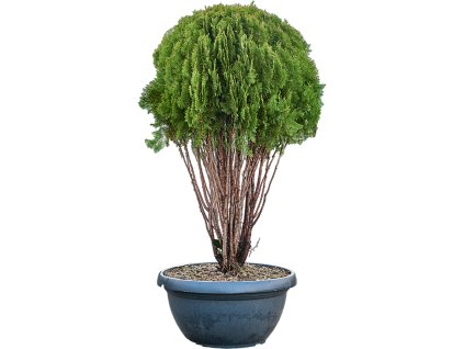 Thuja orientalis 'Pyramidalis Aurea' V180cm