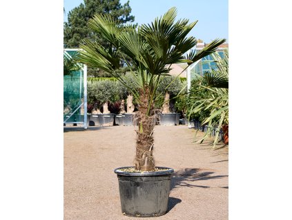 Trachycarpus wagnerianus V180cm