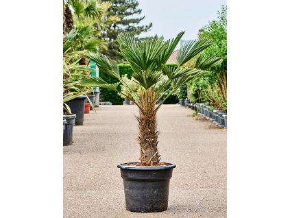 Trachycarpus wagnerianus V140cm