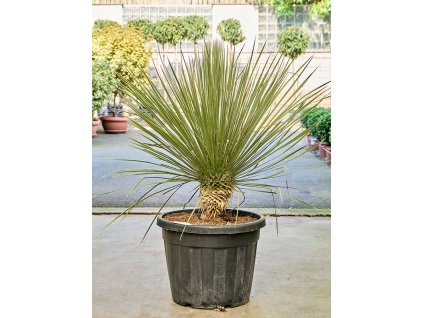 Yucca elata (110-140) V125cm