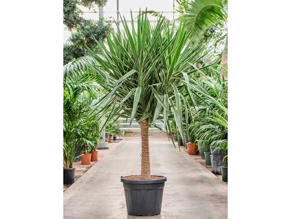 Yucca elephantipes 'Puck' (200-220) V210cm
