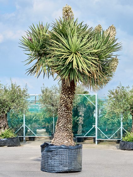 Yucca filifera 'Australis' V475cm