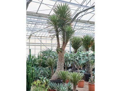 Yucca filifera V400cm