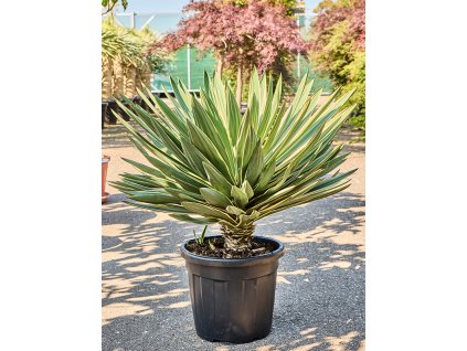 Yucca gloriosa variegata V90cm