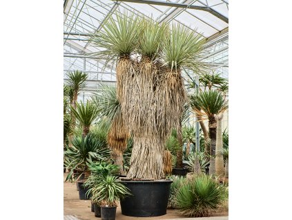 Yucca rigida V325cm