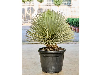 Yucca thompsoniana (70-90) V80cm
