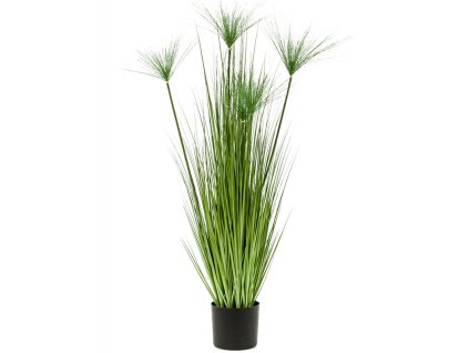 Cyperus Haspan V125cm