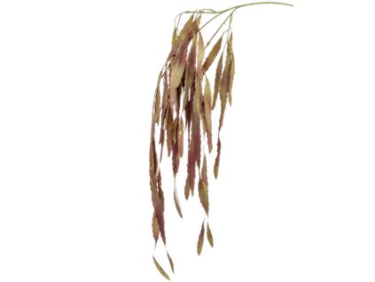 Rhipsalis V80cm