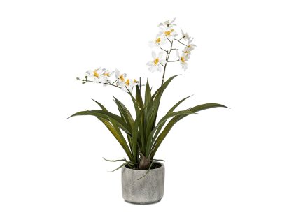 Oncidium V45cm