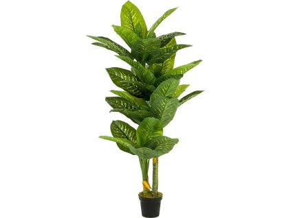 Dieffenbachia V175cm