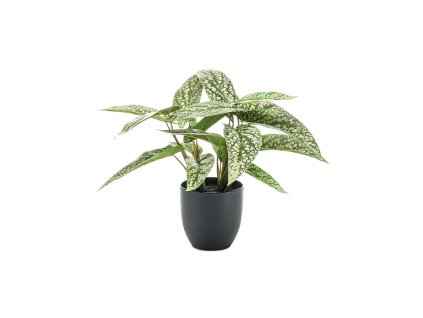 Umelý kvet Calathea Dots V38cm