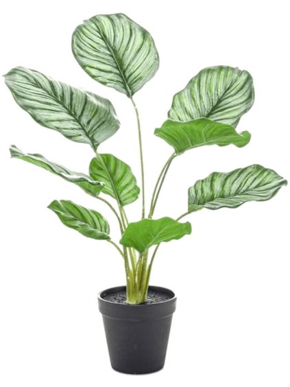 Umelý kvet Calathea V45cm