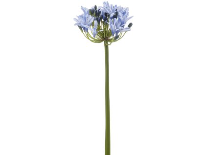 Agapanthus V68cm