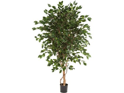 Ficus Exotica V240cm