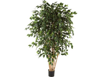 Ficus Exotica V210cm