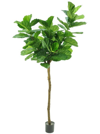 Umelý kvet Fiddle Leaf Tree V180cm