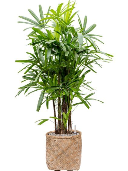 Rhapis excelsa in Bohemian R37cm V149cm