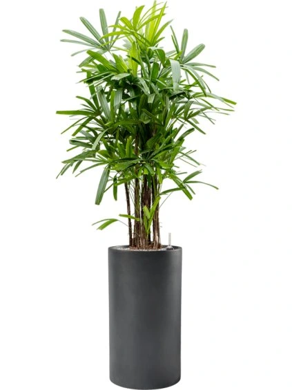 Rhapis excelsa in Baq Basic R40cm V183cm
