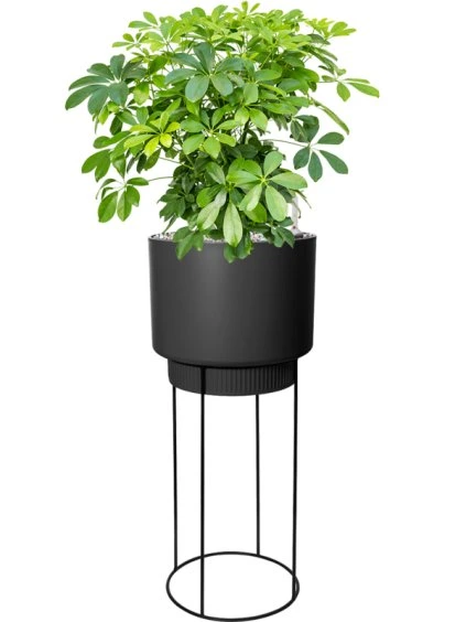 Schefflera arboricola 'Compacta' in B. For Studio R29.5 V102cm