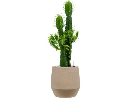 Euphorbia erytrea in Humus R25cm V110cm