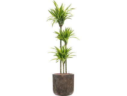 Dracaena fragrans 'Lemon Lime' in Baq Luxe Lite Universe R40cm V160cm