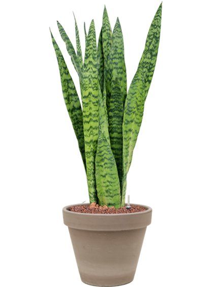 Sansevieria zeylanica in Terra Cotta R24.5 V70cm