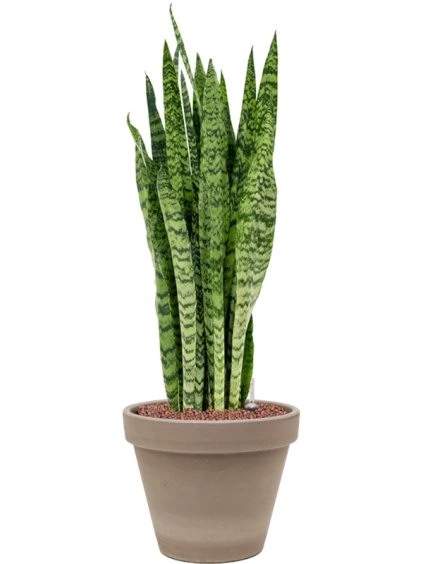 Sansevieria zeylanica in Terra Cotta R24.5 V72cm