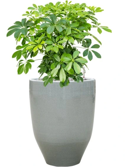 Schefflera arboricola 'Compacta' in One and Only R32cm V74cm