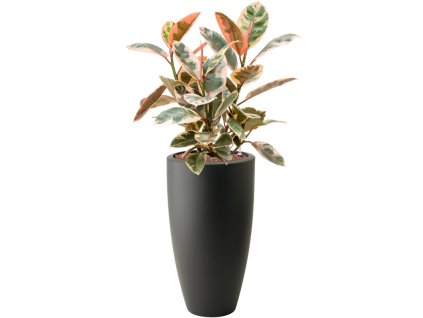 Ficus elastica 'Belize' in Pure® R30cm V99cm
