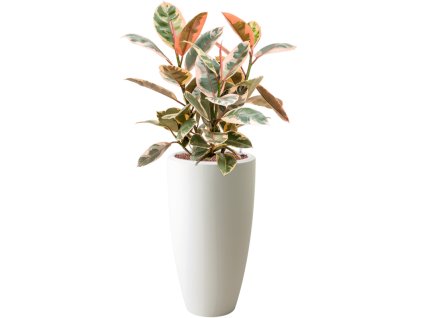 Ficus elastica 'Belize' in Pure® R30cm V99cm