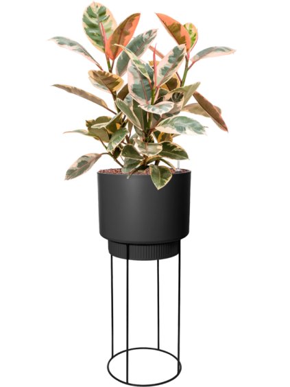 Ficus elastica 'Belize' in B. For Studio R29.5 V117cm