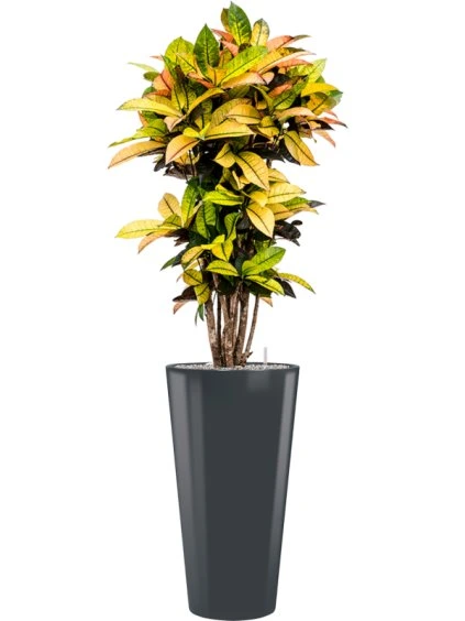 Croton (Codiaeum) variegatum 'Mrs. Iceton' in Runner R37cm V168cm
