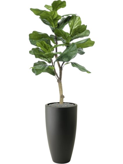 Ficus lyrata in Pure® R30cm V140cm