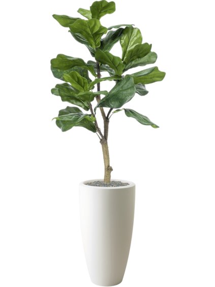 Ficus lyrata in Pure® R30cm V140cm