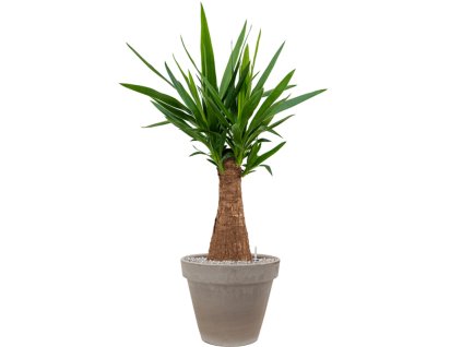 Yucca elephantipes in Terra Cotta R35cm V112cm